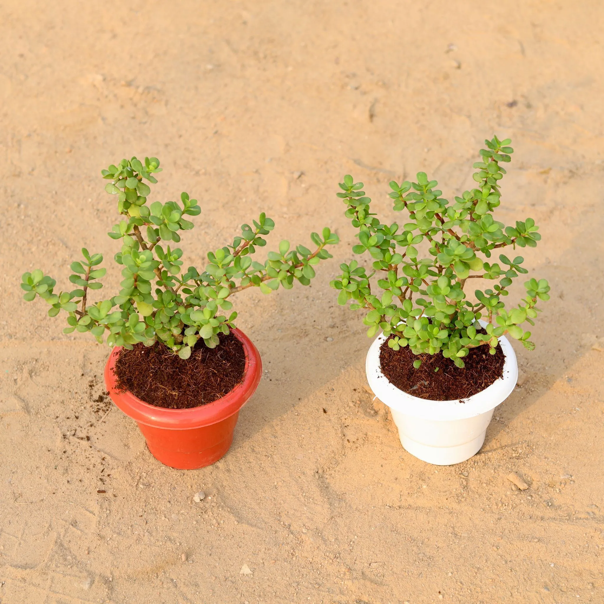 Set of 2 Jade Plant in 6 Inch Classy Plastic Pot (any colour)