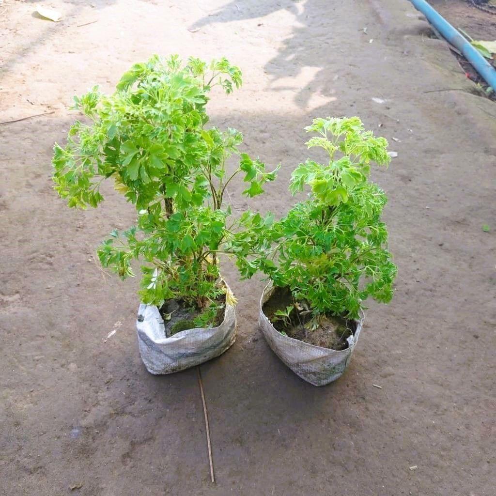 Buy Set of 2 - Aralia Green in 4 Inch Nursery Bag Online | Urvann.com Set of 2 - Aralia Green in 4 Inch Nursery Bag