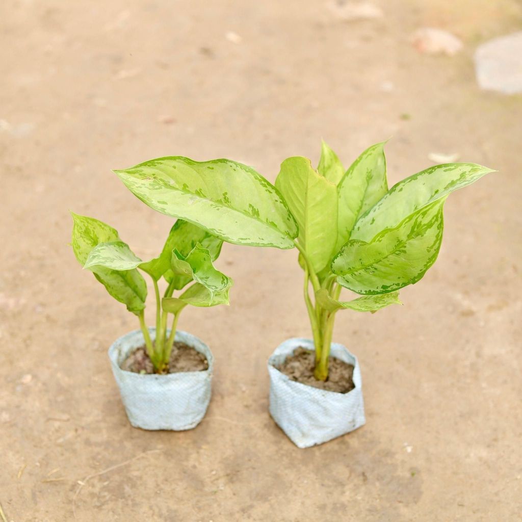 Buy Set of 2 - Aglaonema Maria Christina in 5 Inch Nursery Bag Online | Urvann.com Set of 2 - Aglaonema Maria Christina in 5 Inch Nursery Bag