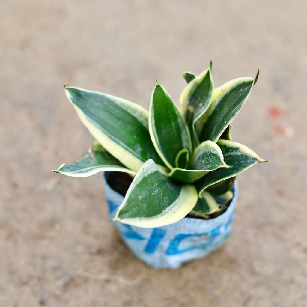 Buy Snake Plant in 6 Inch Nursery Bag Online | Urvann.com Snake Dwarf in 6 Inch Nursery Bag