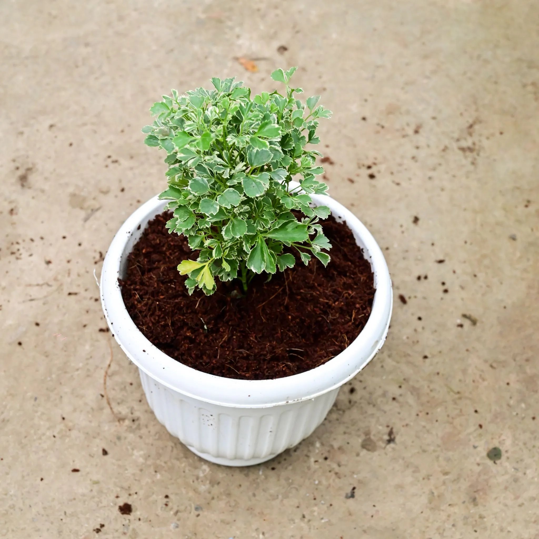 Aralia Variegated in 8 Inch White Olive Plastic Pot