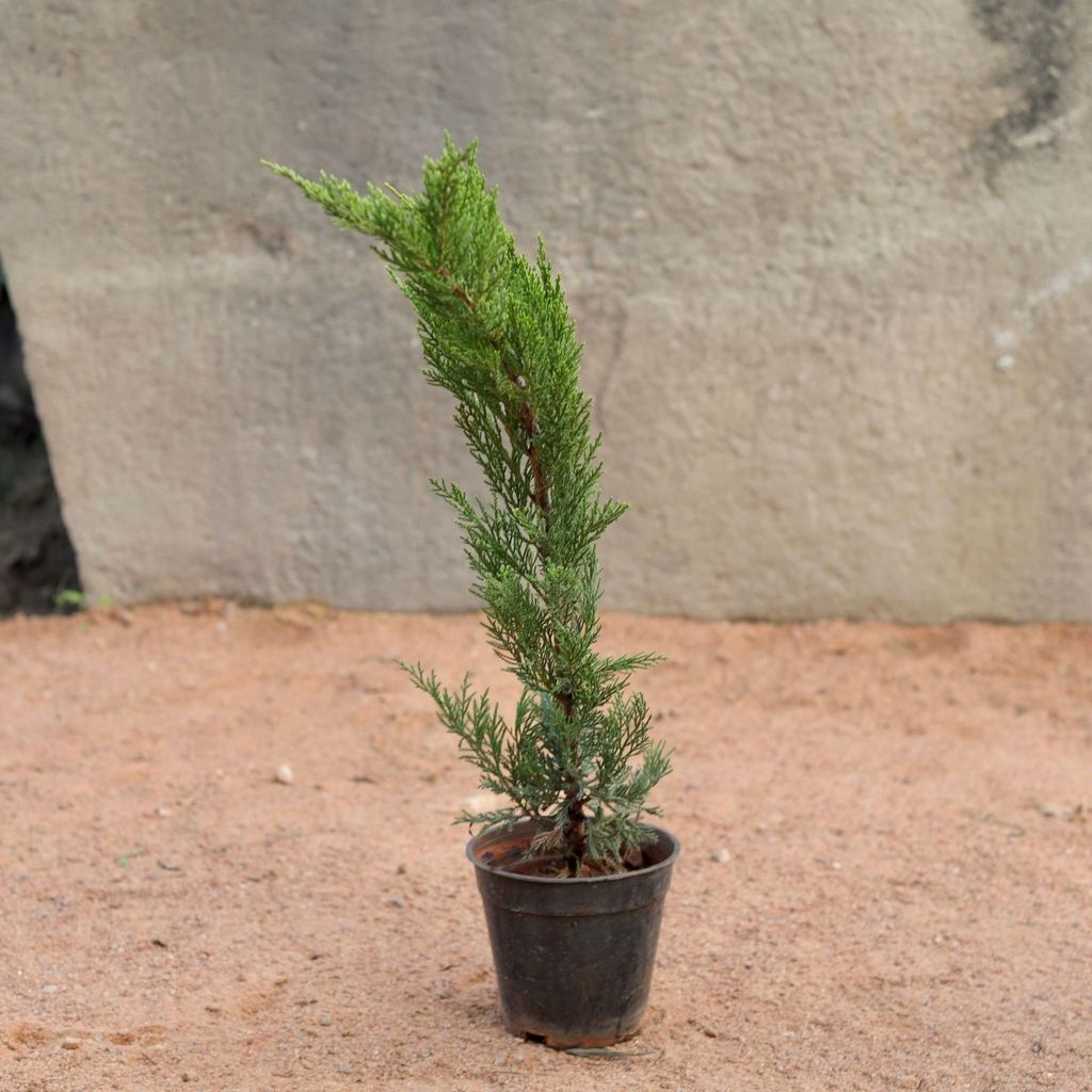 London Pine in 6 Inch Nursery Pot