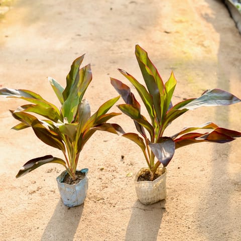 Set of 2 - Dracaena Rosea in 4 Inch Nursery Bag