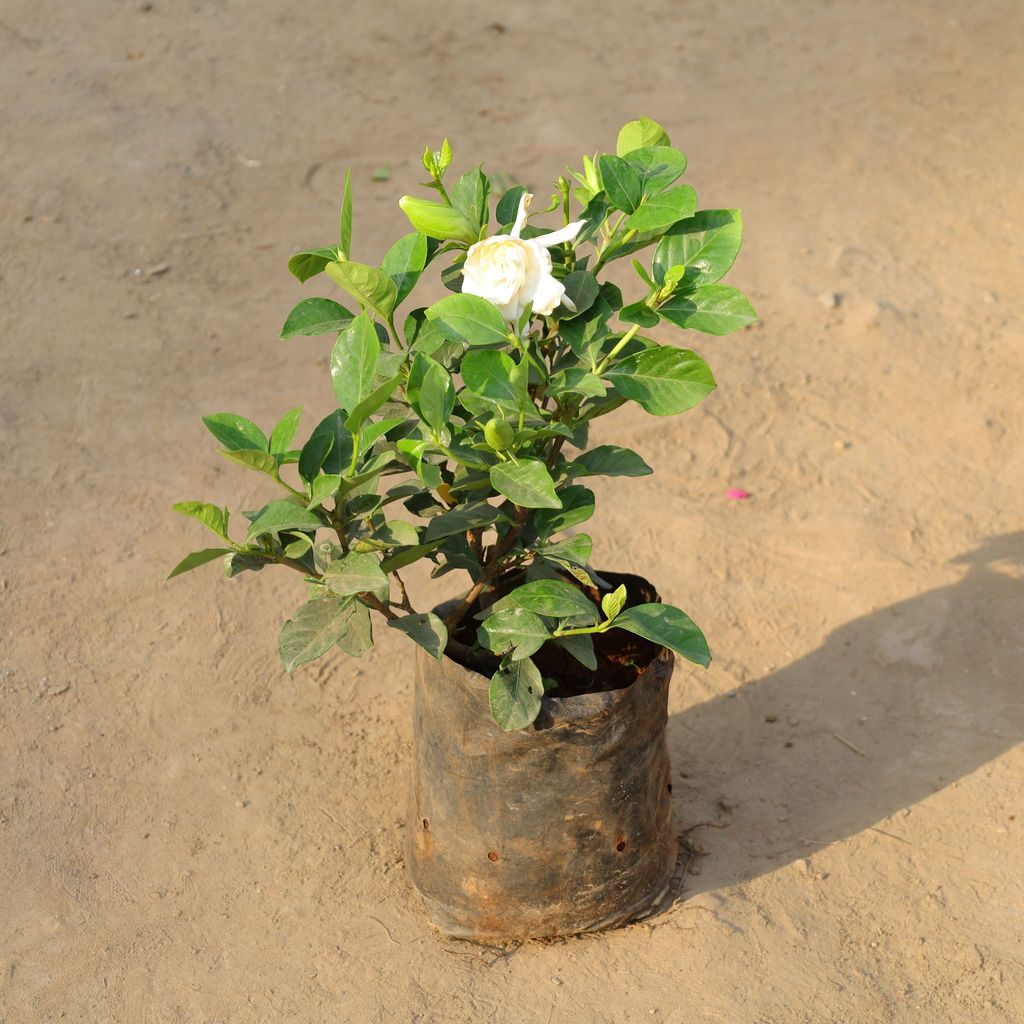 Buy Gandhraaj / Gardenia in 8 Inch Nursery Bag Online | Urvann.com Gandhraaj / Gardenia in 8 Inch Nursery Bag