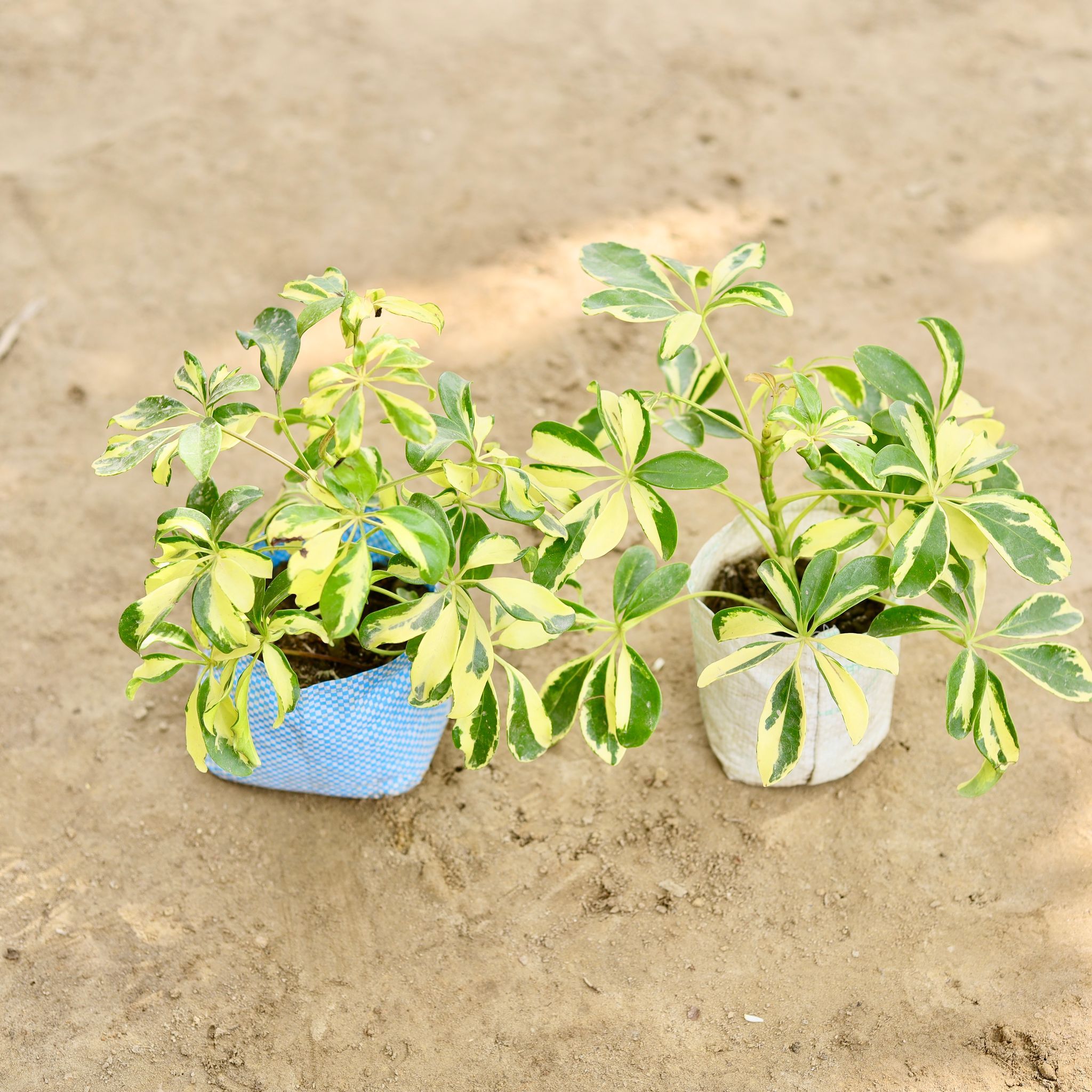 Set of 2 - Schefflera in 4 Inch Nursery bag
