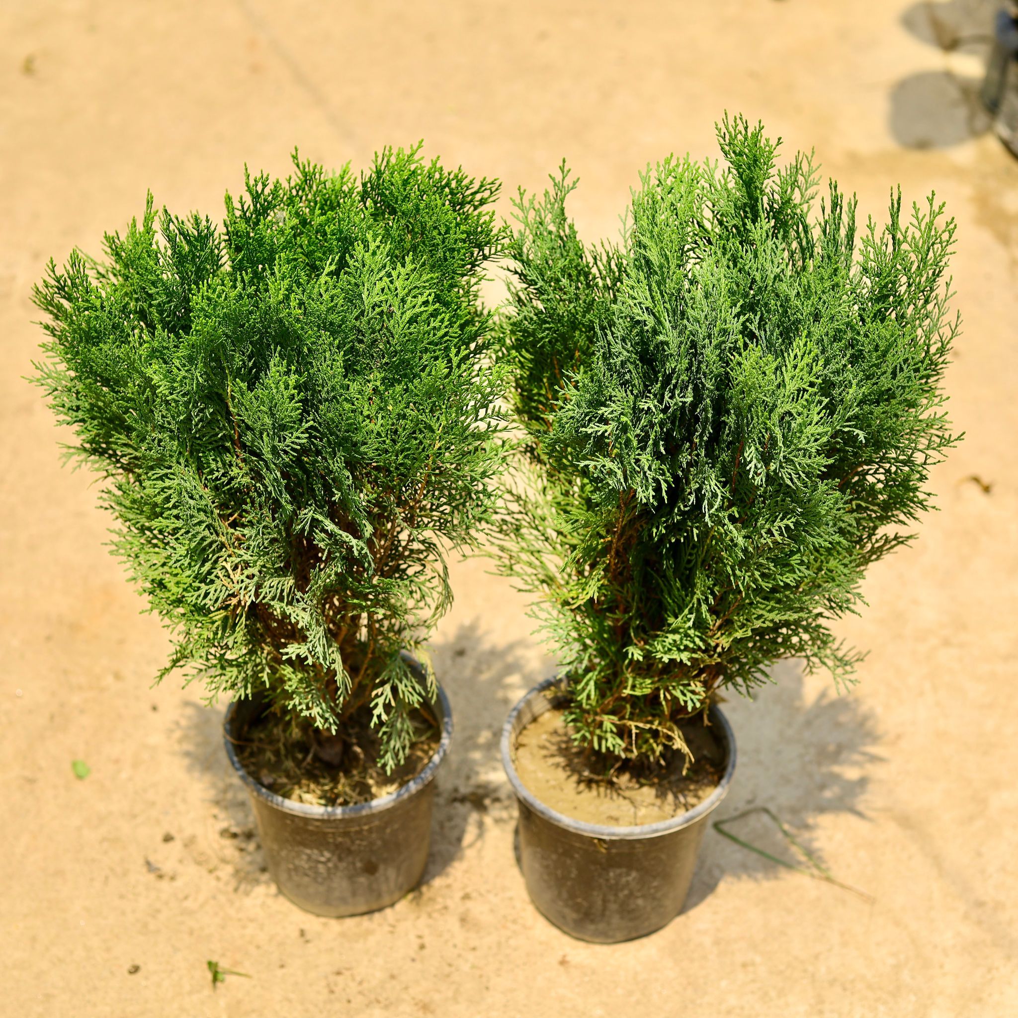 Set of 2 - Morpankhi in 6 Inch Nursery Pot