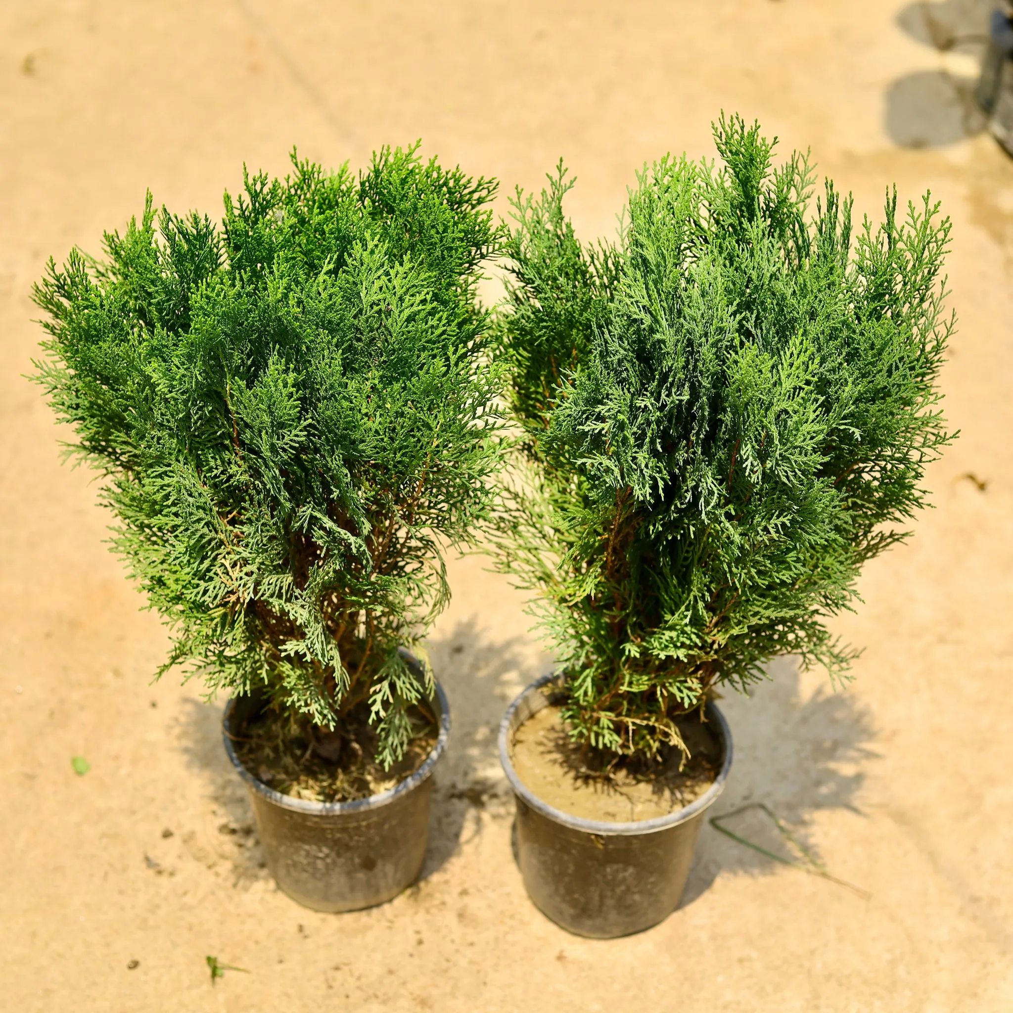 Set of 2 - Morpankhi in 6 Inch Nursery Pot
