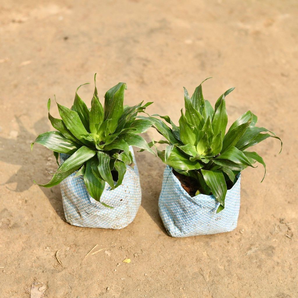 Buy Set of 2 - Dracaena Compecta in 5 Inch Nursery Bag Online | Urvann.com Set of 2 - Dracaena Compacta in 5 Inch Nursery Bag