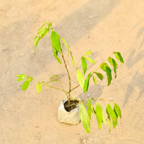 Tej Patta / Bay Leaf in 4 Inch Nursery Bag