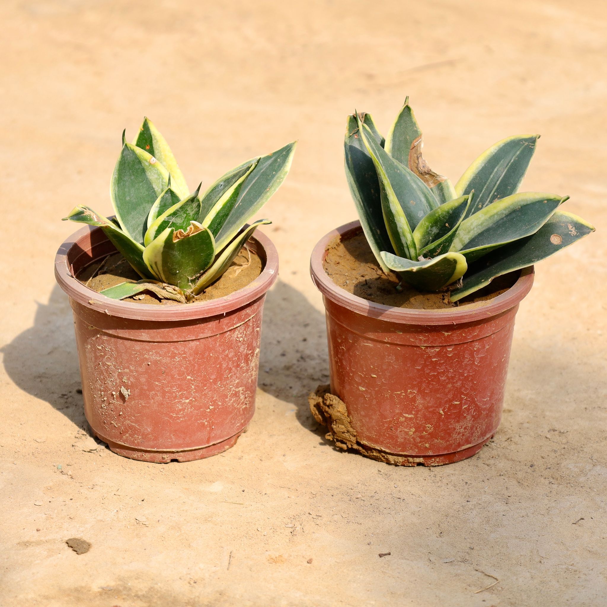 Set of 2 - Snake Dwarf in 4 Inch Nursery Pot
