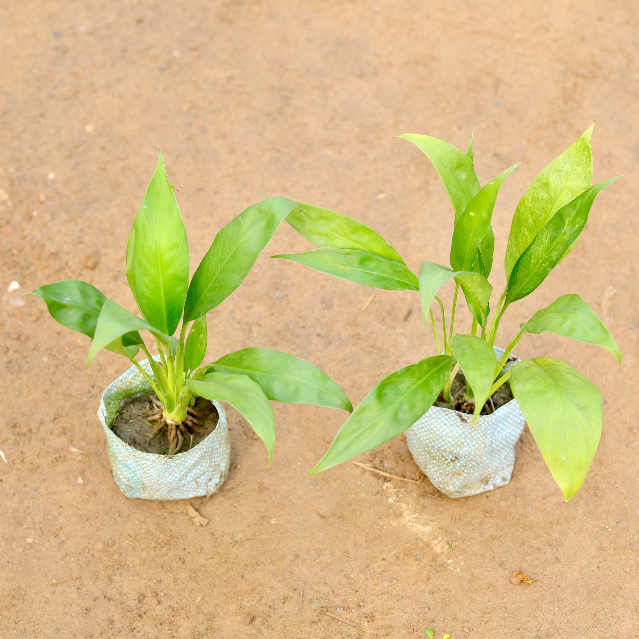 Set of 2 - Peace Lily in 5 Inch Nursery Bag