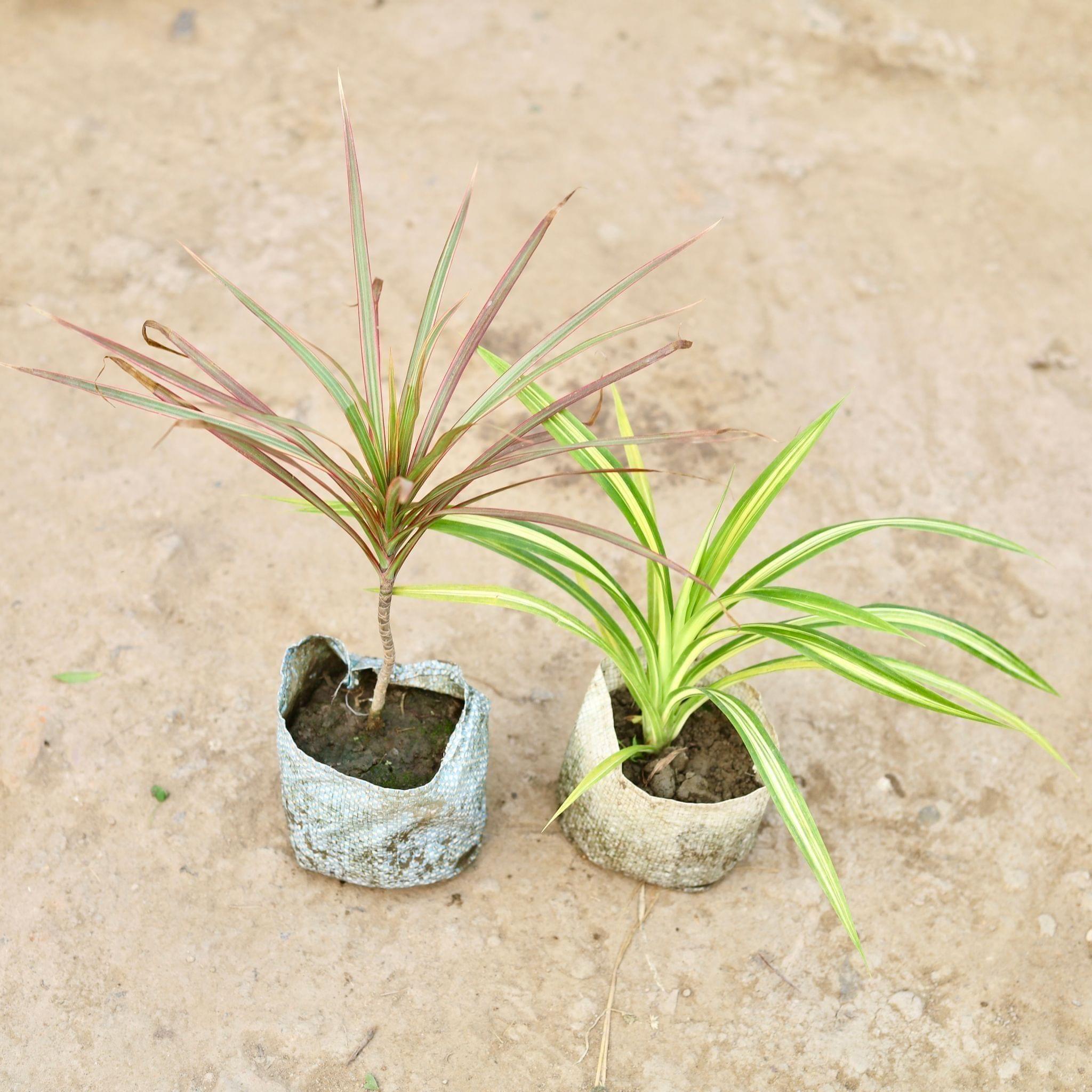 Set of 2 - Dracaena colorama / Marginata & Golden Spider in 5 Inch Nursery Bag