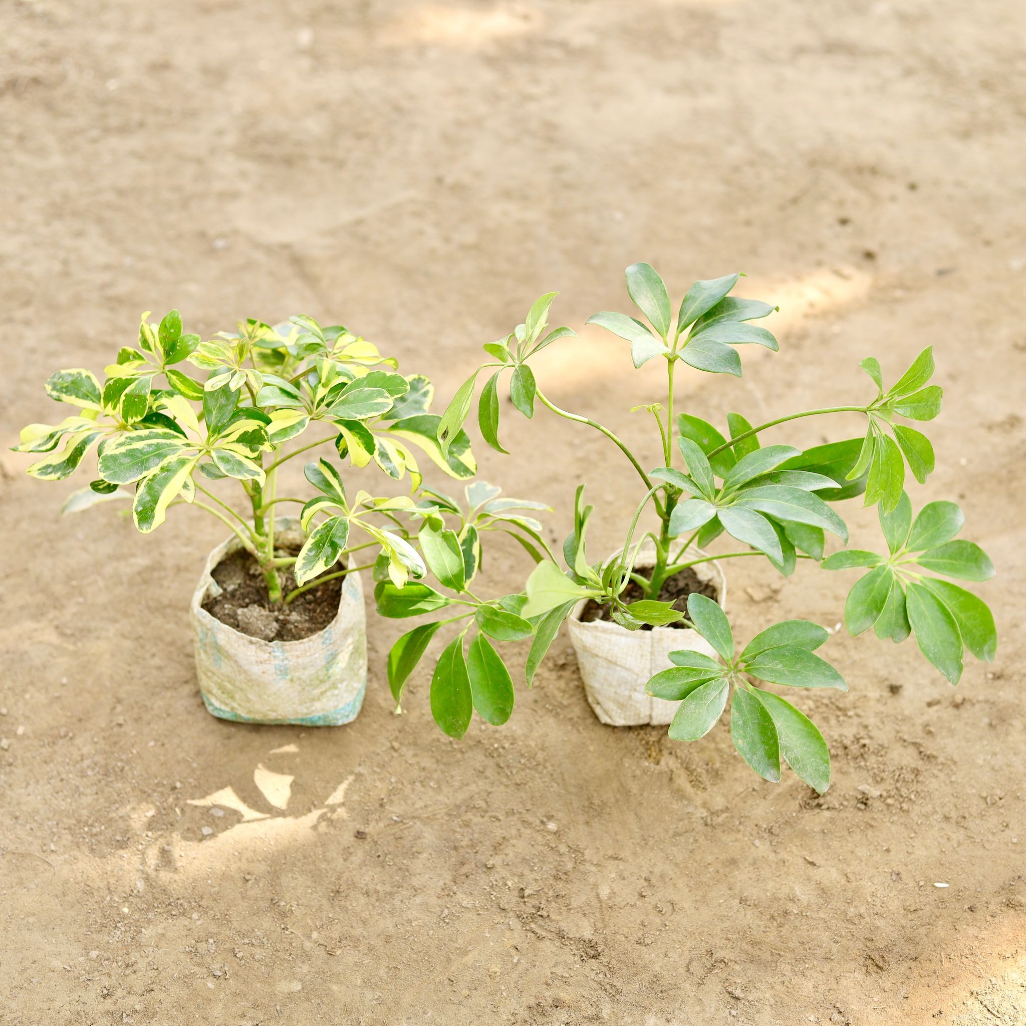 Set of 2 - Schefflera Green & Schefflera Brassia in 4 Inch Nursery bag