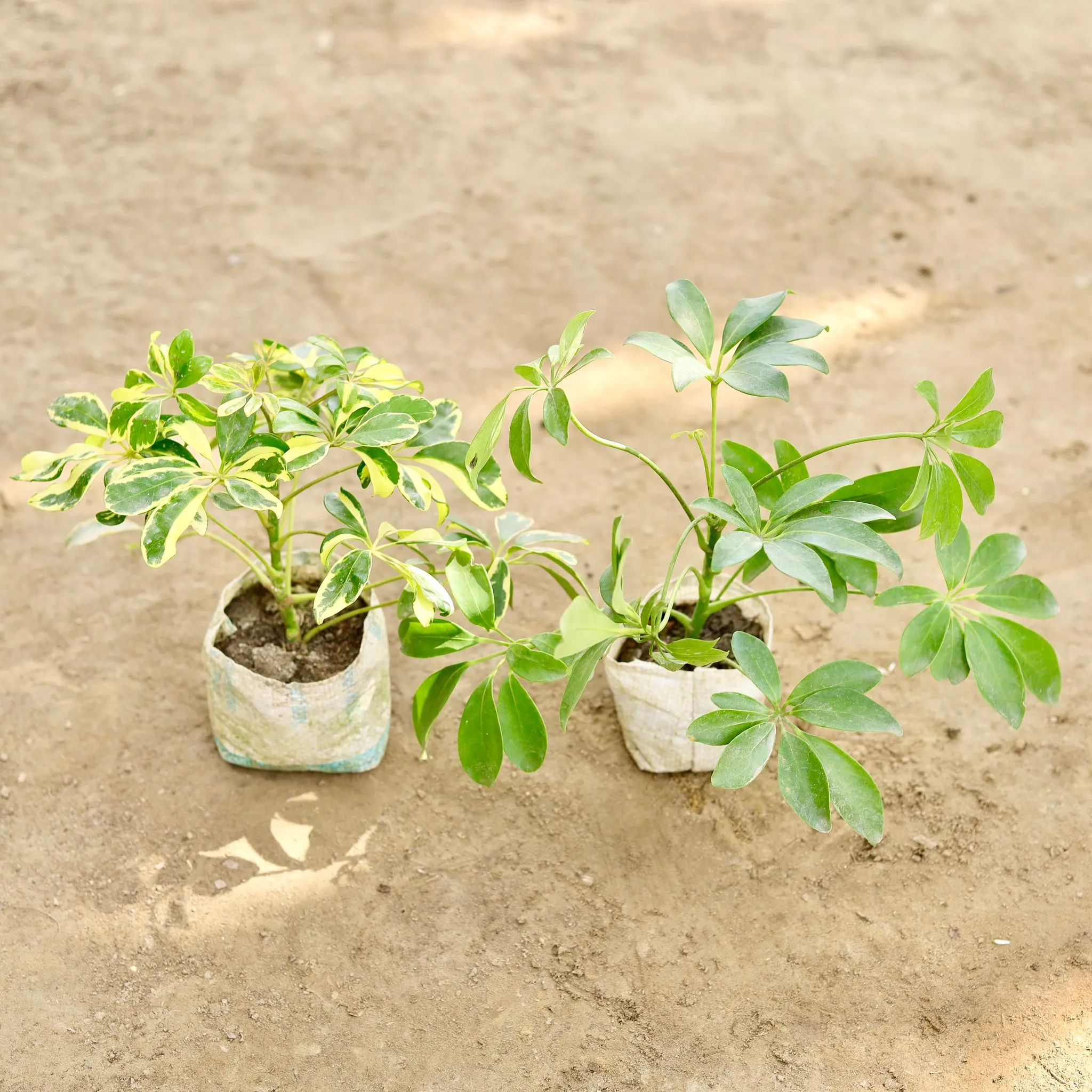 Set of 2 - Schefflera Green & Schefflera Brassia in 4 Inch Nursery bag