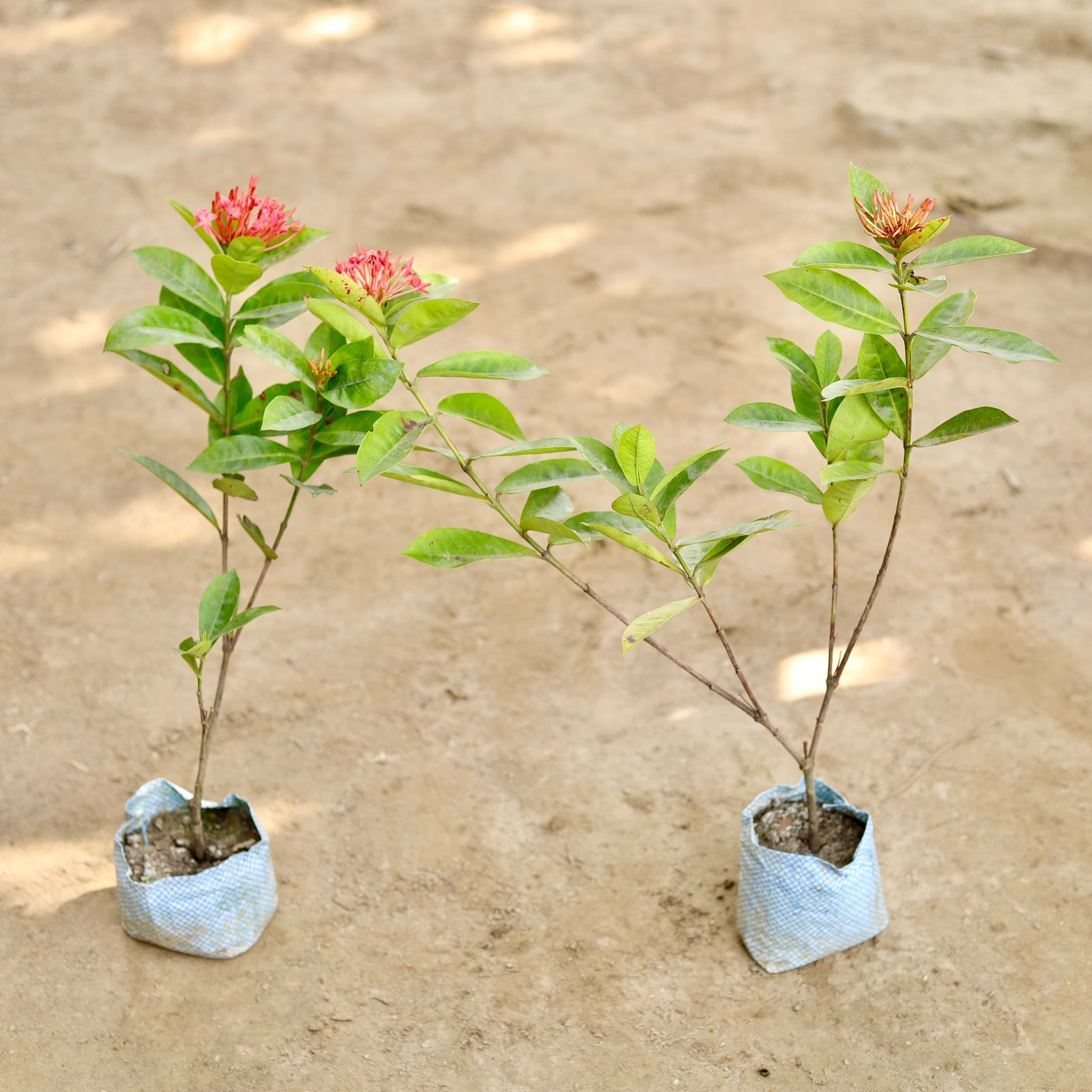 Set of 2 - Ixora in 4 Inch Nursery bag