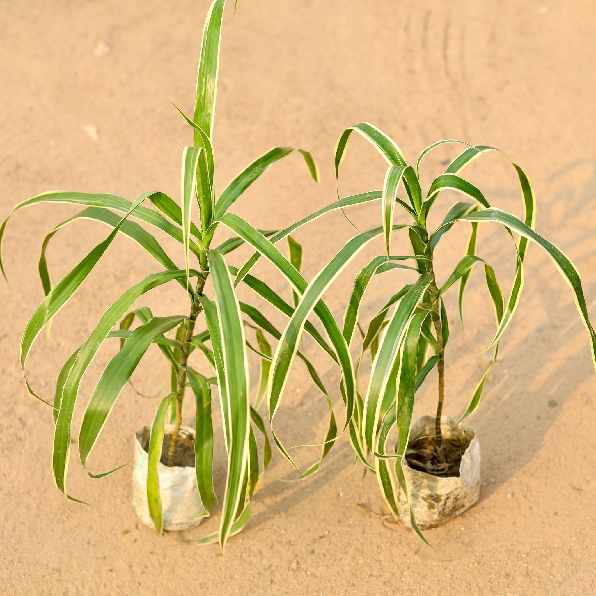 Set of 2 - Dracaena Jamaica in 4 Inch Nursery Bag
