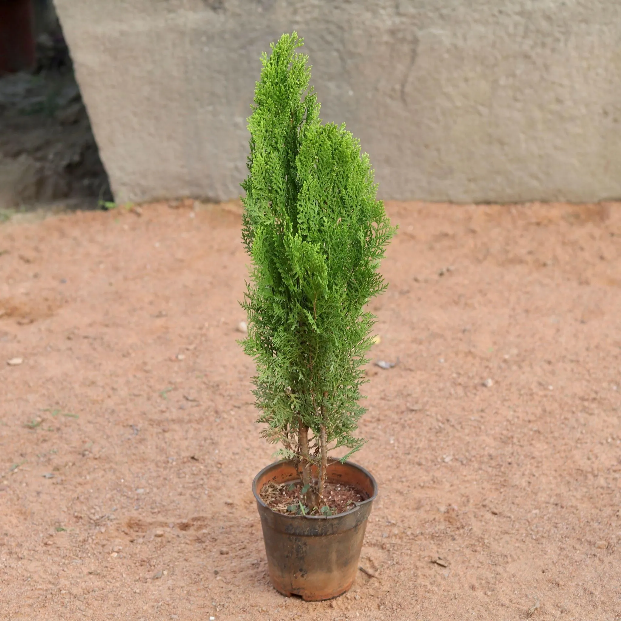 Golden Morpankhi in 6 Inch Nursery Pot