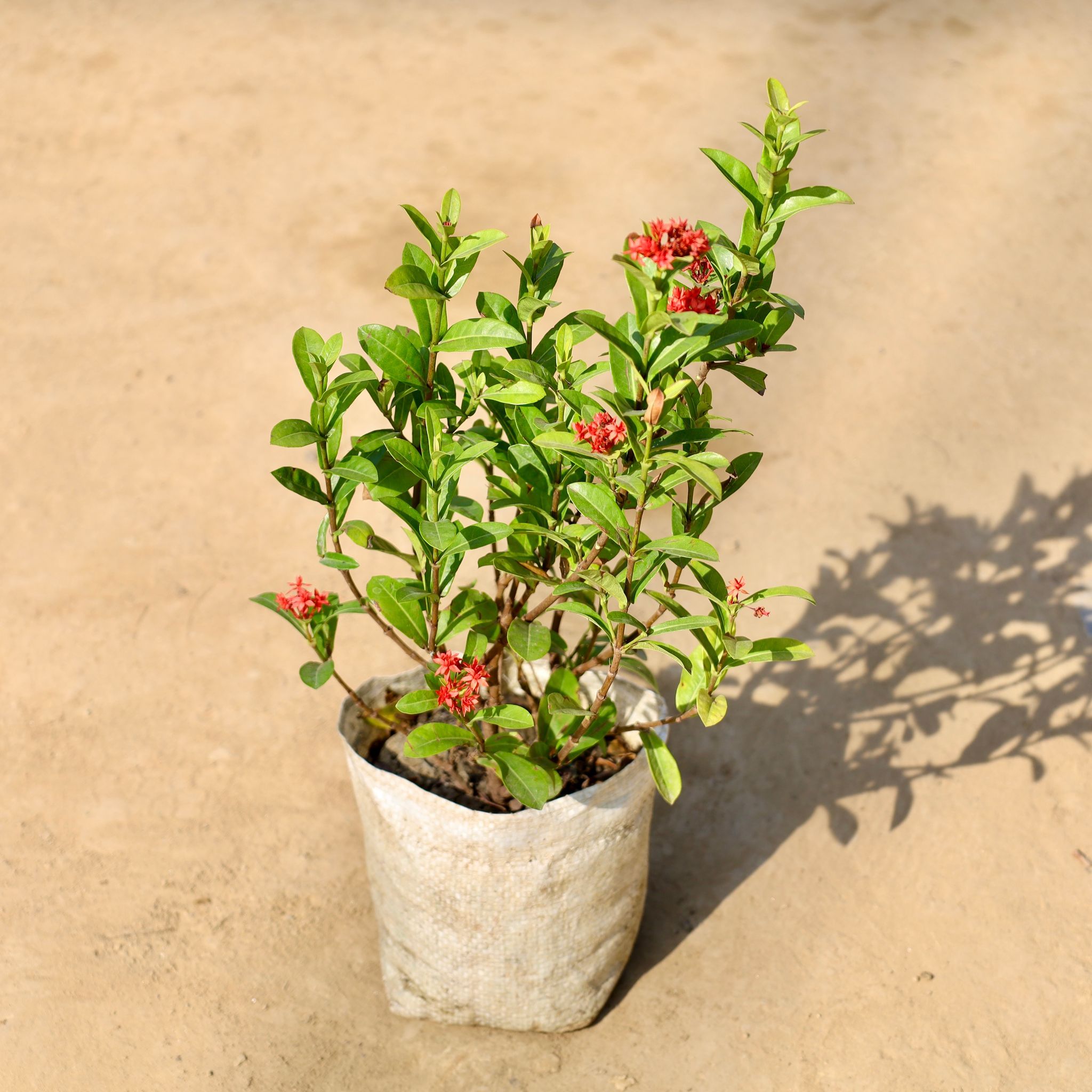 Ixora (Any Colour) in 7 Inch Nursery bag