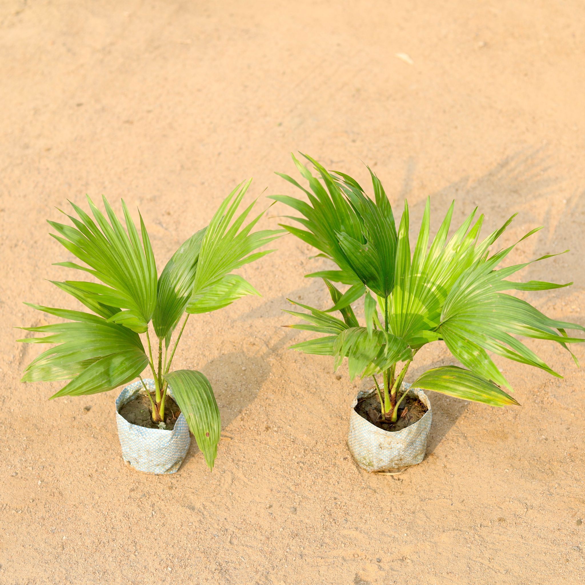 Set of 2 - China Palm / Fan Palm in 4 Inch Nursery Bag