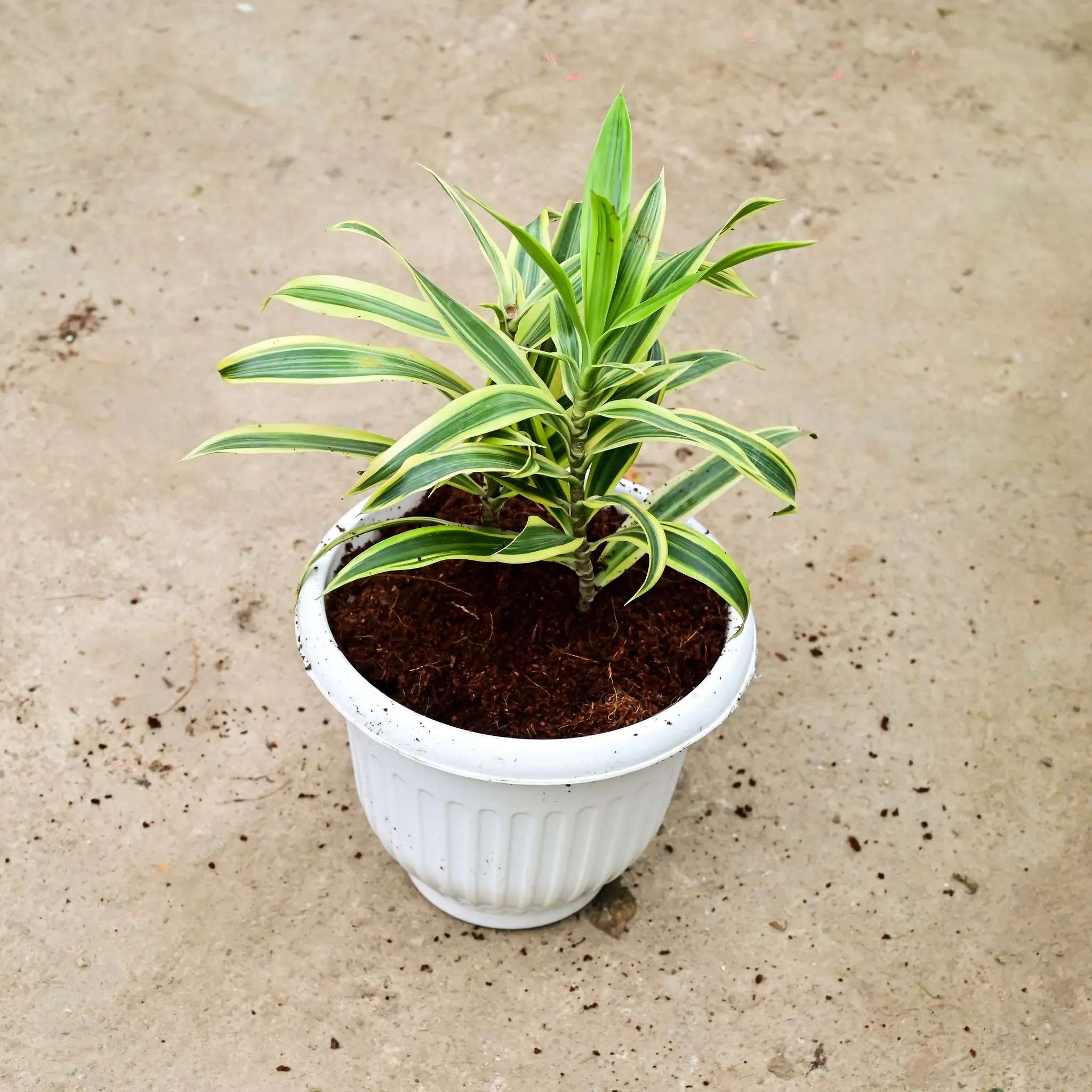 Song Of India in 8 Inch White Olive Plastic Pot