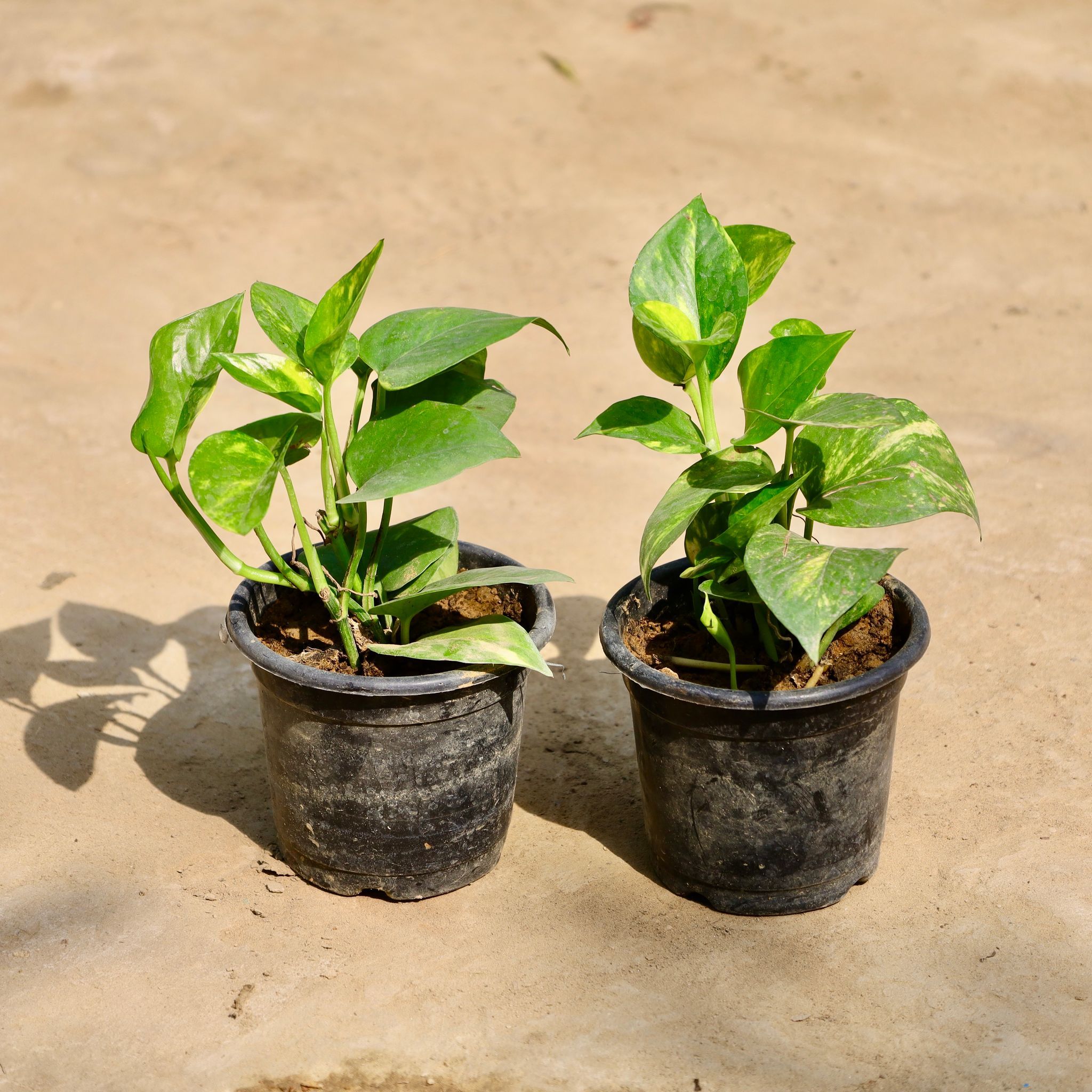 Set of 2 - Money Plant in 4 Inch Nursery Pot