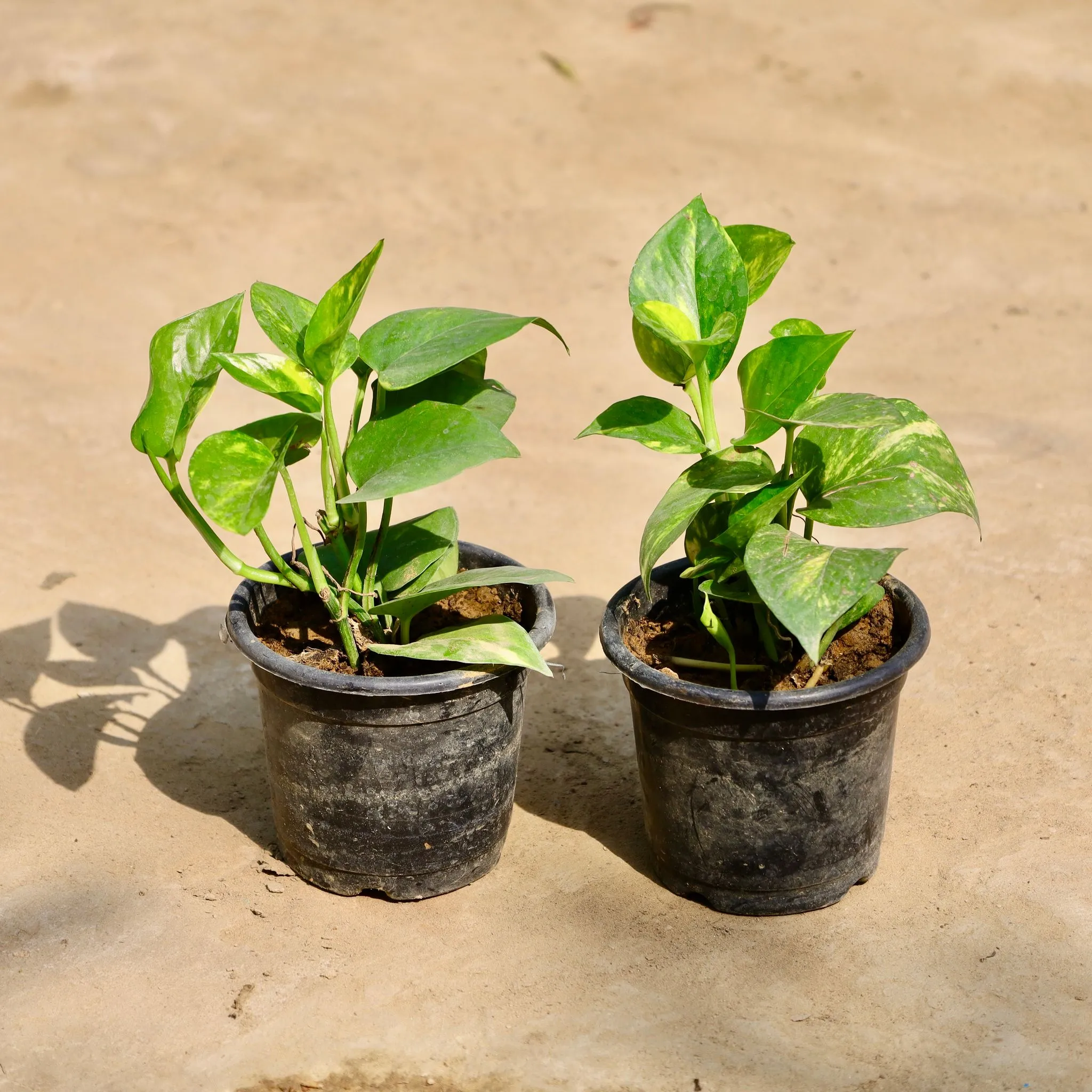 Set of 2 - Money Plant in 4 Inch Nursery Pot