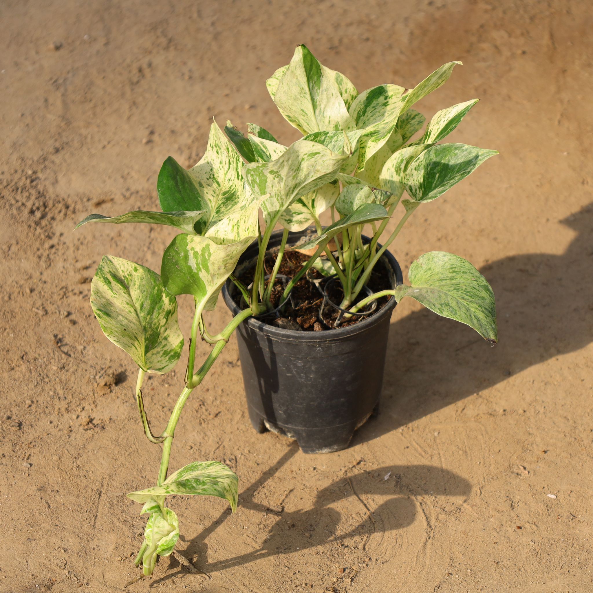 Money Plant Marble in 6 Inch Nursery Pot
