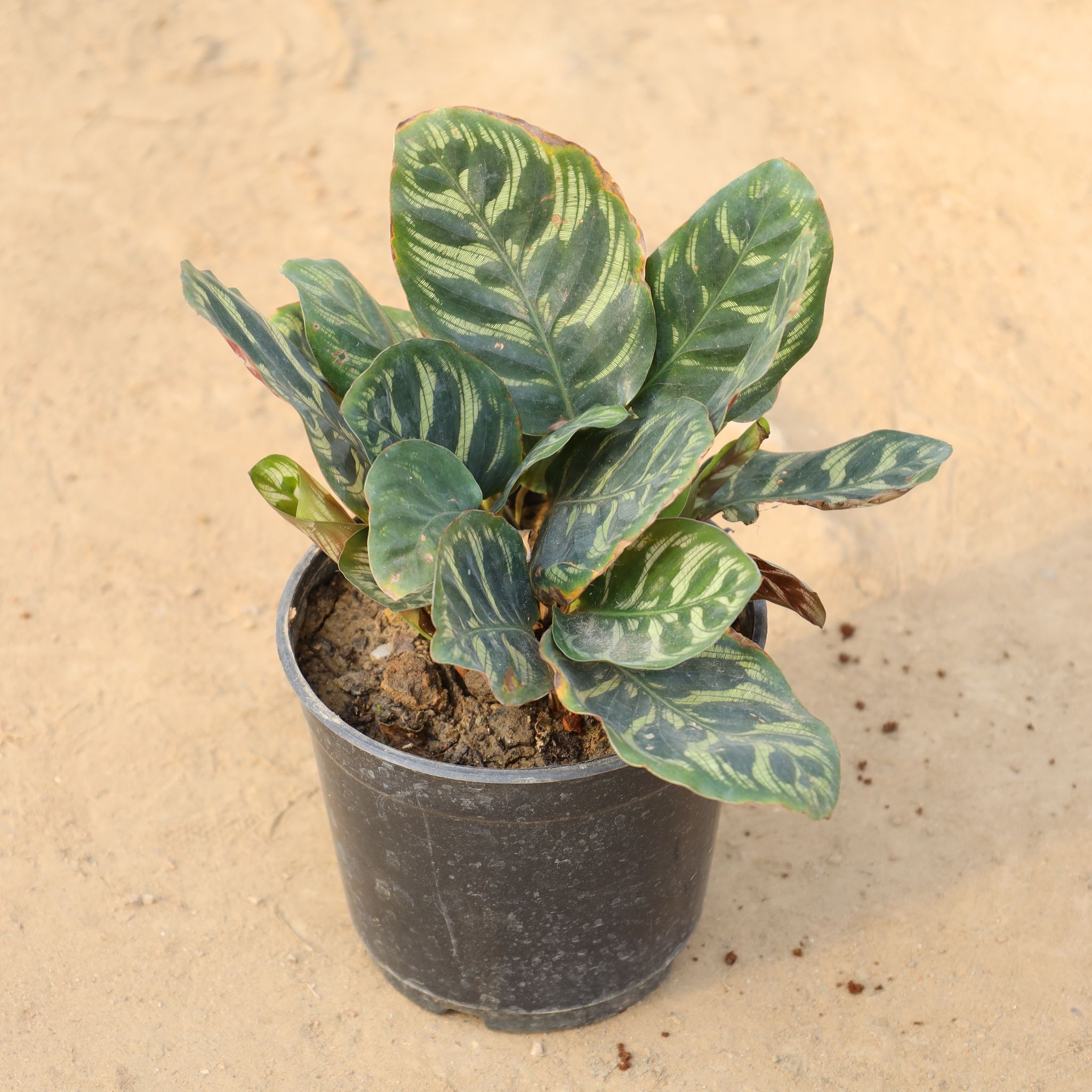 Calathea Makoyana in 5 Inch Nursery Pot