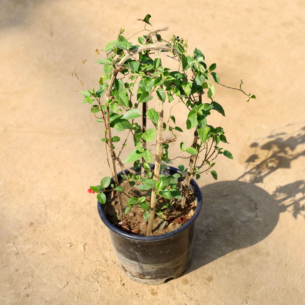 Buy Sky Blue Cluster Vine (Any Colour) in 6 Inch Nursery Pot | Urvann.com Cluster Vine (Any Colour) in 6 Inch Nursery Pot