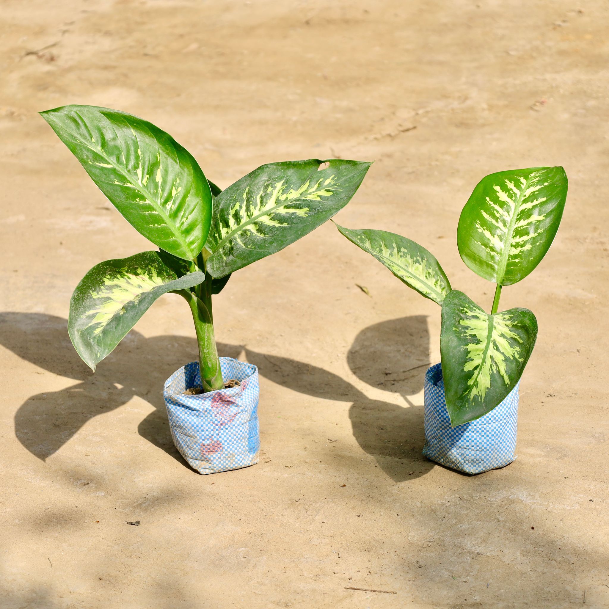 Set of 2 - Dieffenbachia in 4 Inch Nursery Bag
