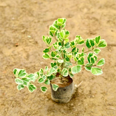 Ficus Triangularis (~ 1 - 2 Ft) in 8 Inch Nursery Bag