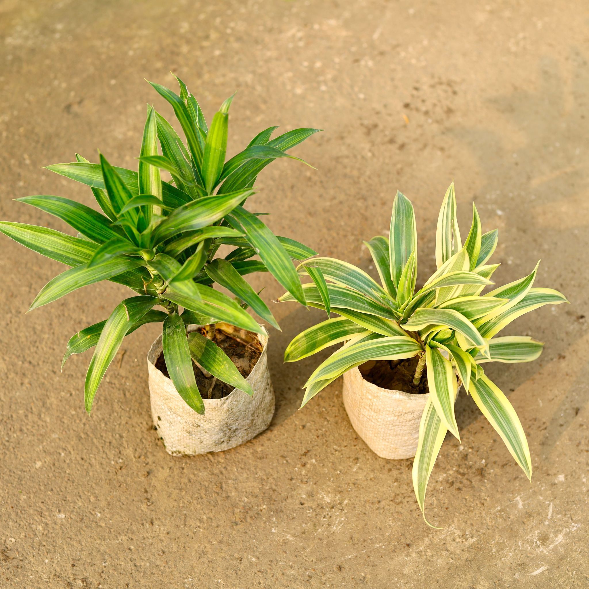 Set of 2 - Dracaena Messenger & Song of India in 4 Inch Nursery Bag