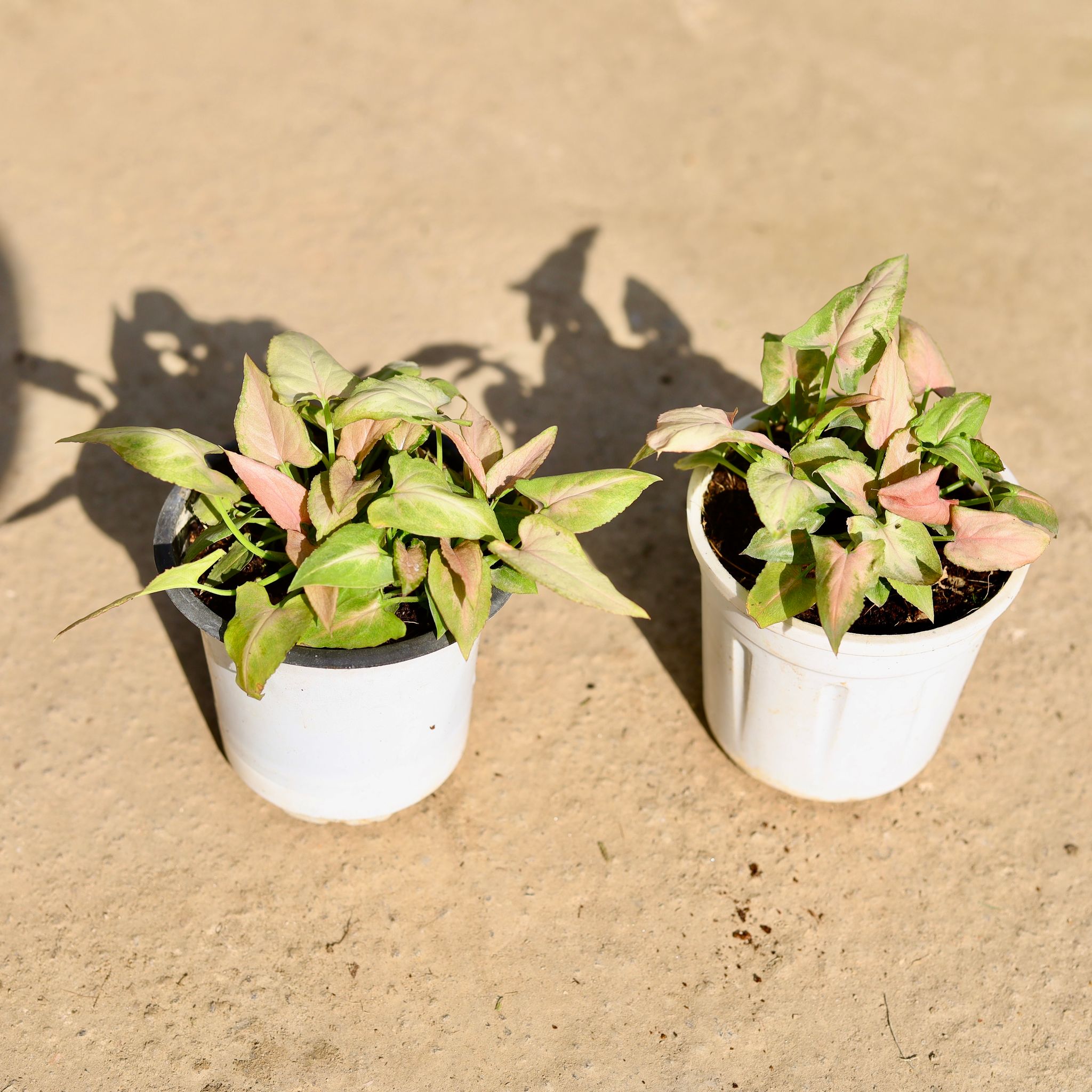 Set of 2 - Syngonium Pink in 4 Inch Nursery Pot