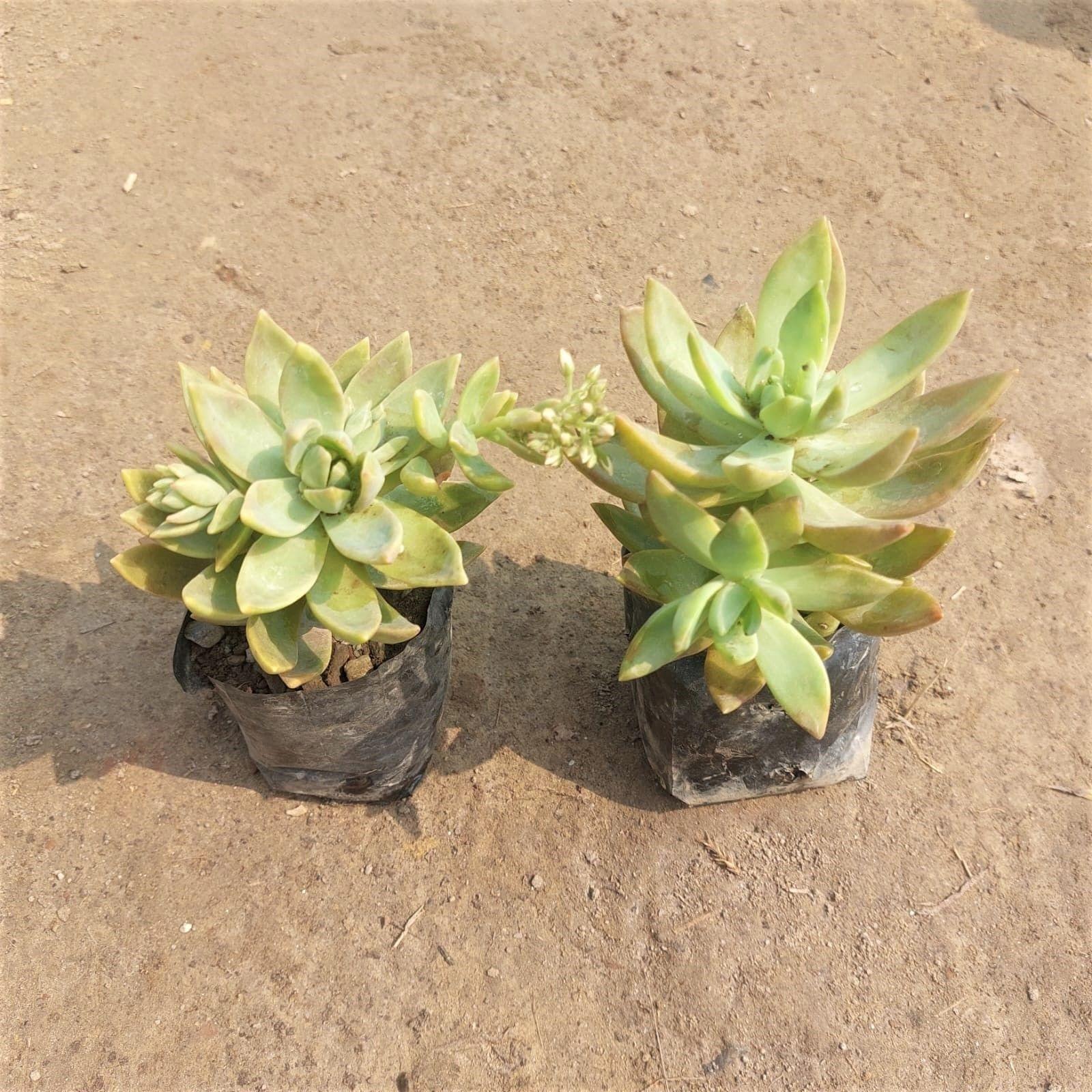 Set of 2 - Sedum Basket Succulent in 3 Inch Nursery Bag