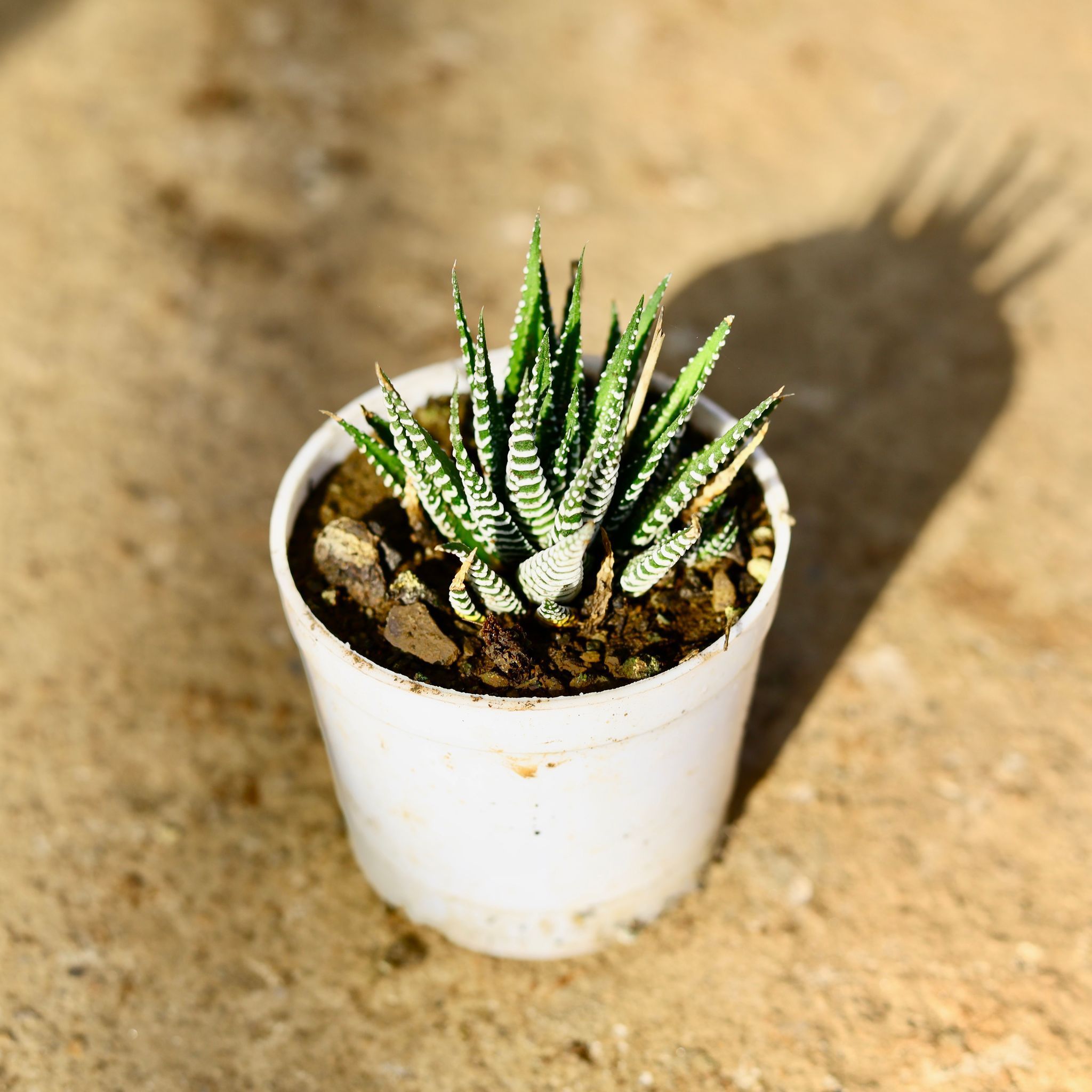 Haworthia Zebrina Succulent in 3 Inch Nursery Pot