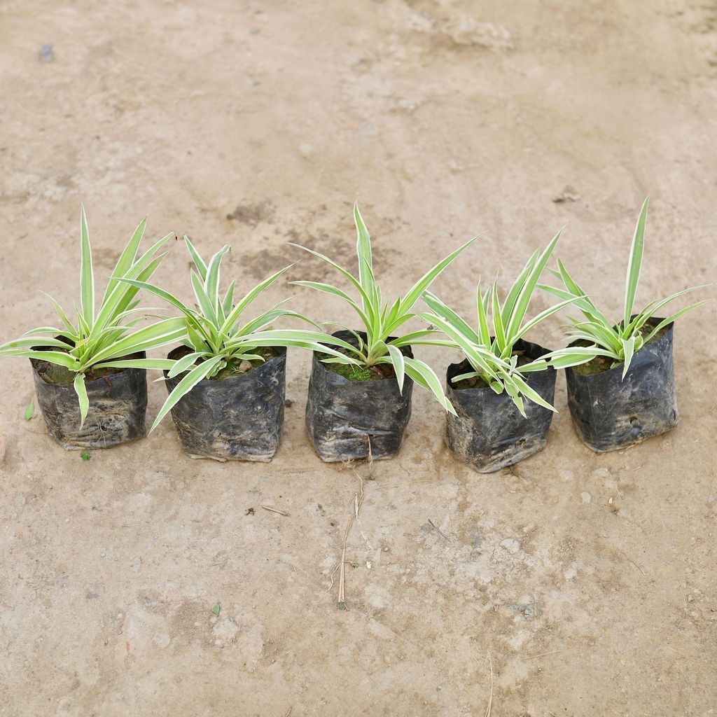 Buy Set of 5 - Spider Plant in 3 Inch Nursery Bag Online | Urvann.com Set of 5 - Spider Plant in 3 Inch Nursery Bag