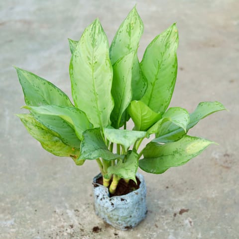 Aglaonema Maria Christiana in 7 Inch Nursery bag