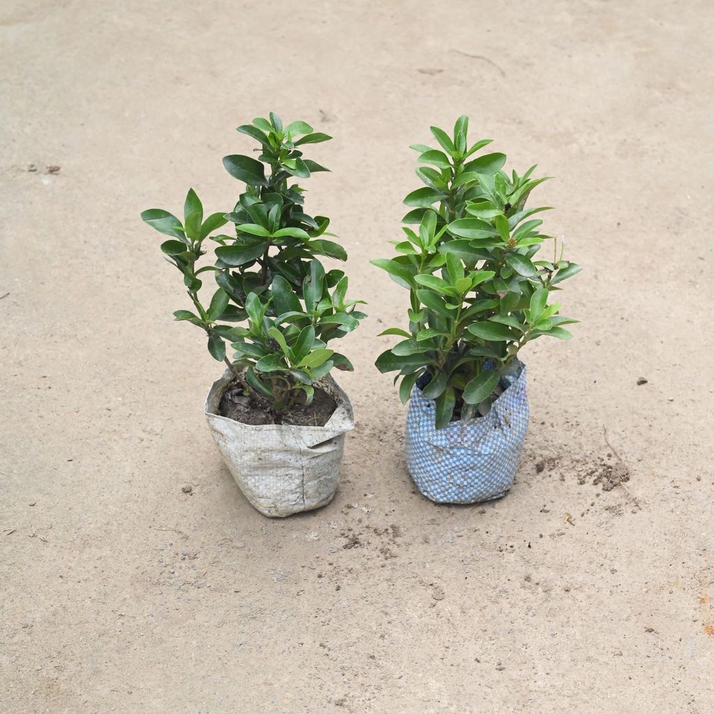 Buy Set Of 2 - Ixora Dwarf in 4 Inch Nursery Bag Online | Urvann.com Set Of 2 - Ixora Dwarf in 4 Inch Nursery Bag