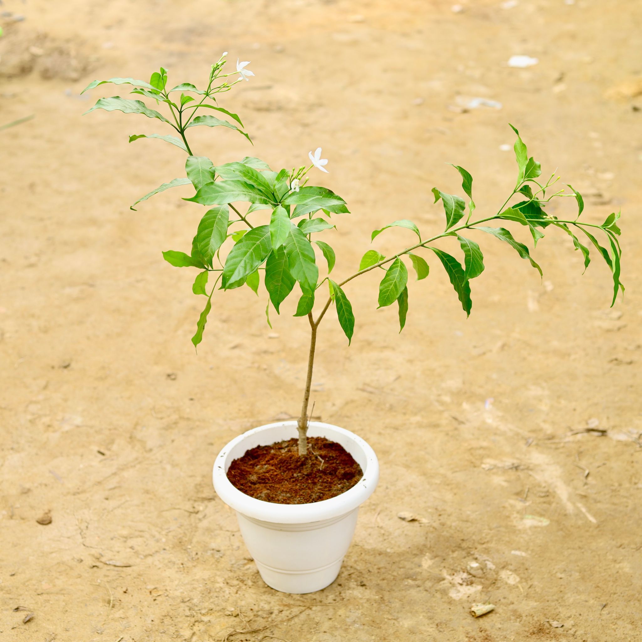 Chandni / Jasmine in 10 Inch White Classy Plastic Pot