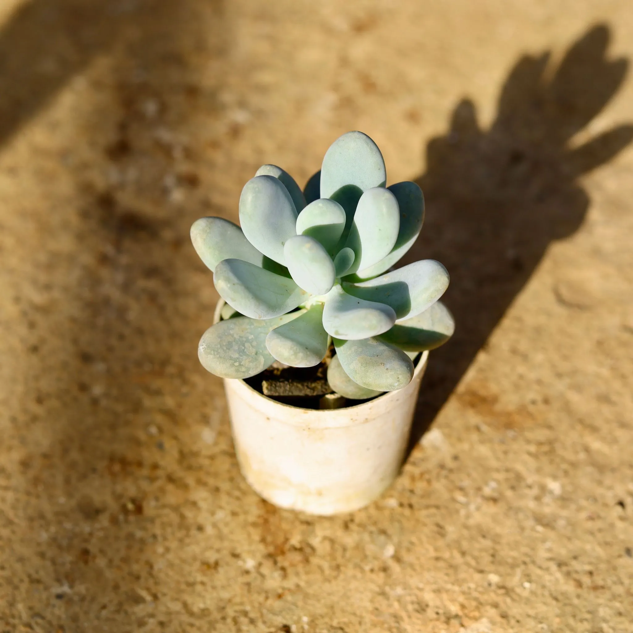 Moonstone Succulent in 3 Inch Nursery Pot