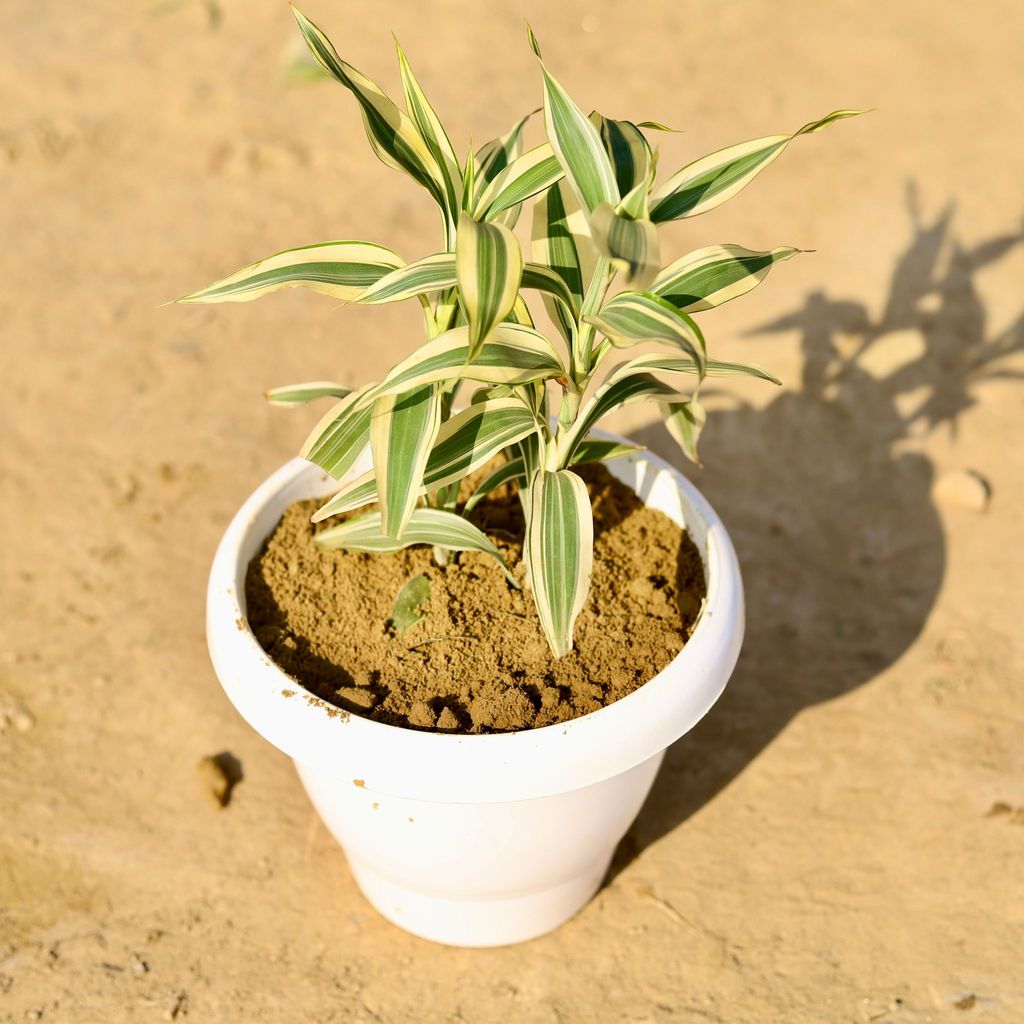 Buy Lucky Bamboo Variegated in 8 Inch Classy White Plastic Pot Online | Urvann.com Lucky Bamboo Variegated in 8 Inch Classy White Plastic Pot