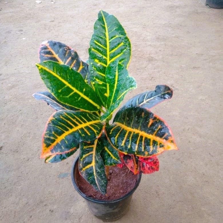 Croton Petra Pune Variety in 6 Inch Nursery Pot