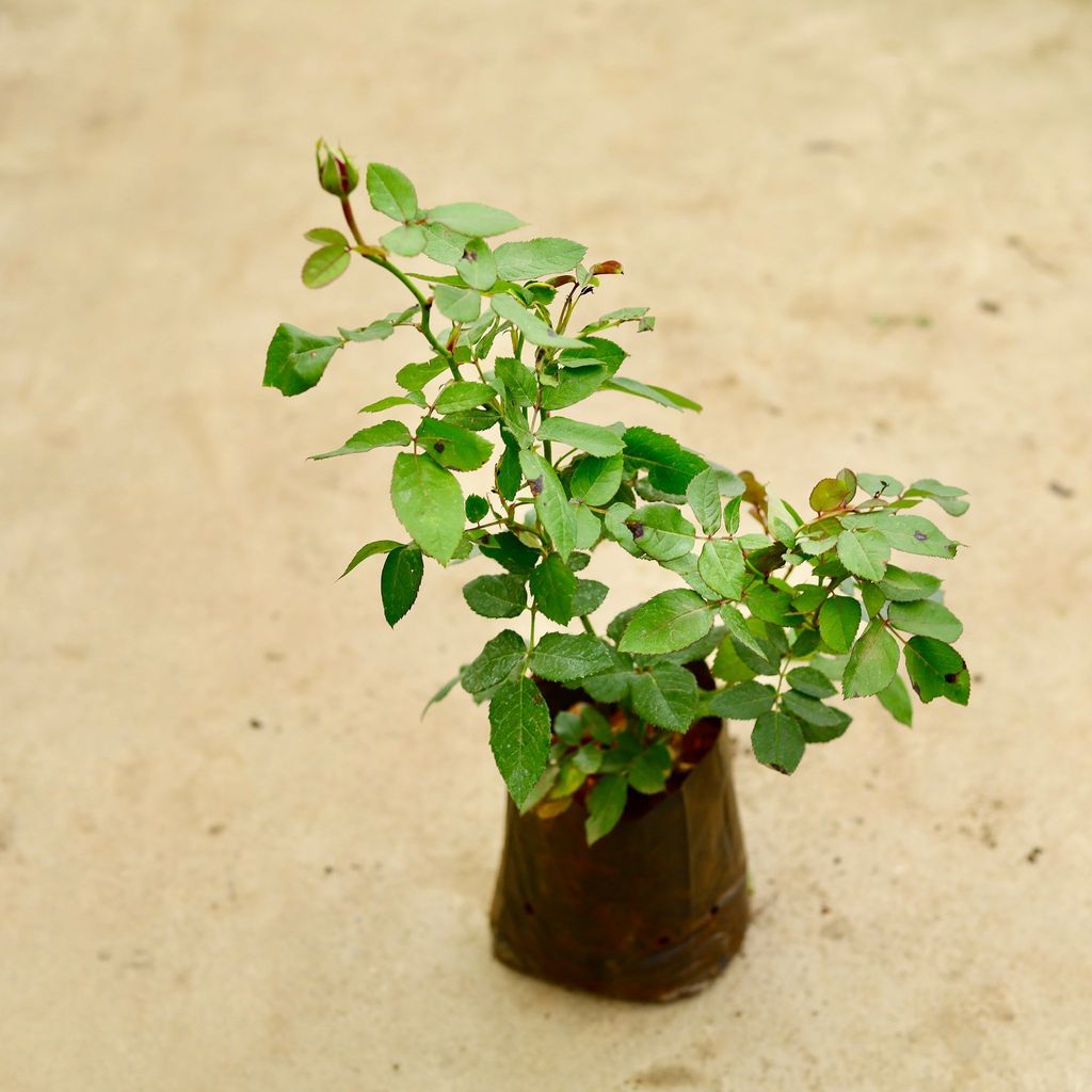Buy Rose / Gulab (any colour) in 6 Inch Nursery Bag Online | Urvann.com Rose / Gulab (any colour) in 6 Inch Nursery Bag