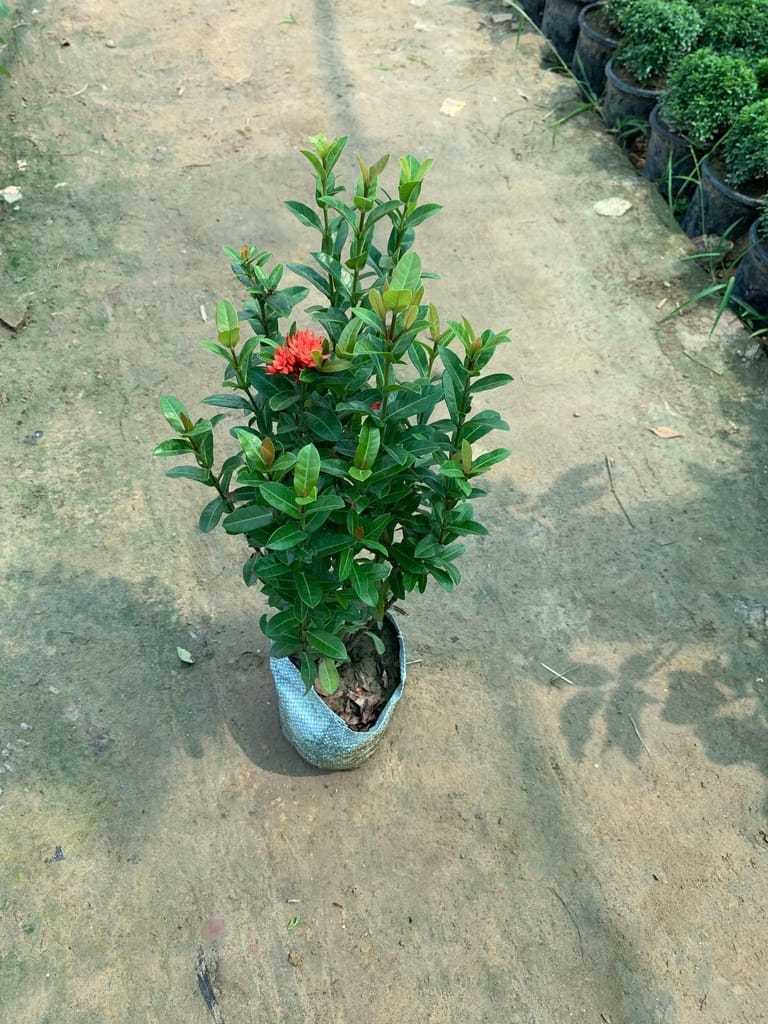 Buy Ixora Miniature (any colour) in 8 Inch Nursery Bag Online | Urvann.com Ixora Miniature (any colour) in 8 Inch Nursery Bag