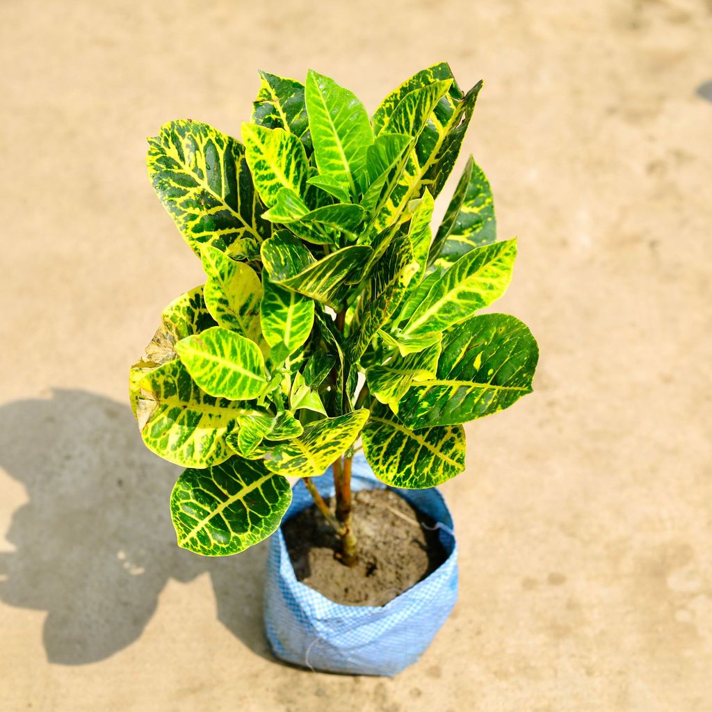Buy Croton Petra Yellow in 7 Inch Nursery Bag Online | Urvann.com Croton Petra Yellow in 7 Inch Nursery Bag