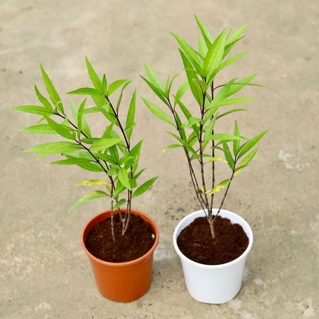 Buy Set of 2 - Sukh Shanti In 6 Inch Red & White Nursery Pot Online | Urvann.com Set of 2 - Sukh Shanti in 6 Inch Red & White Nursery Pot