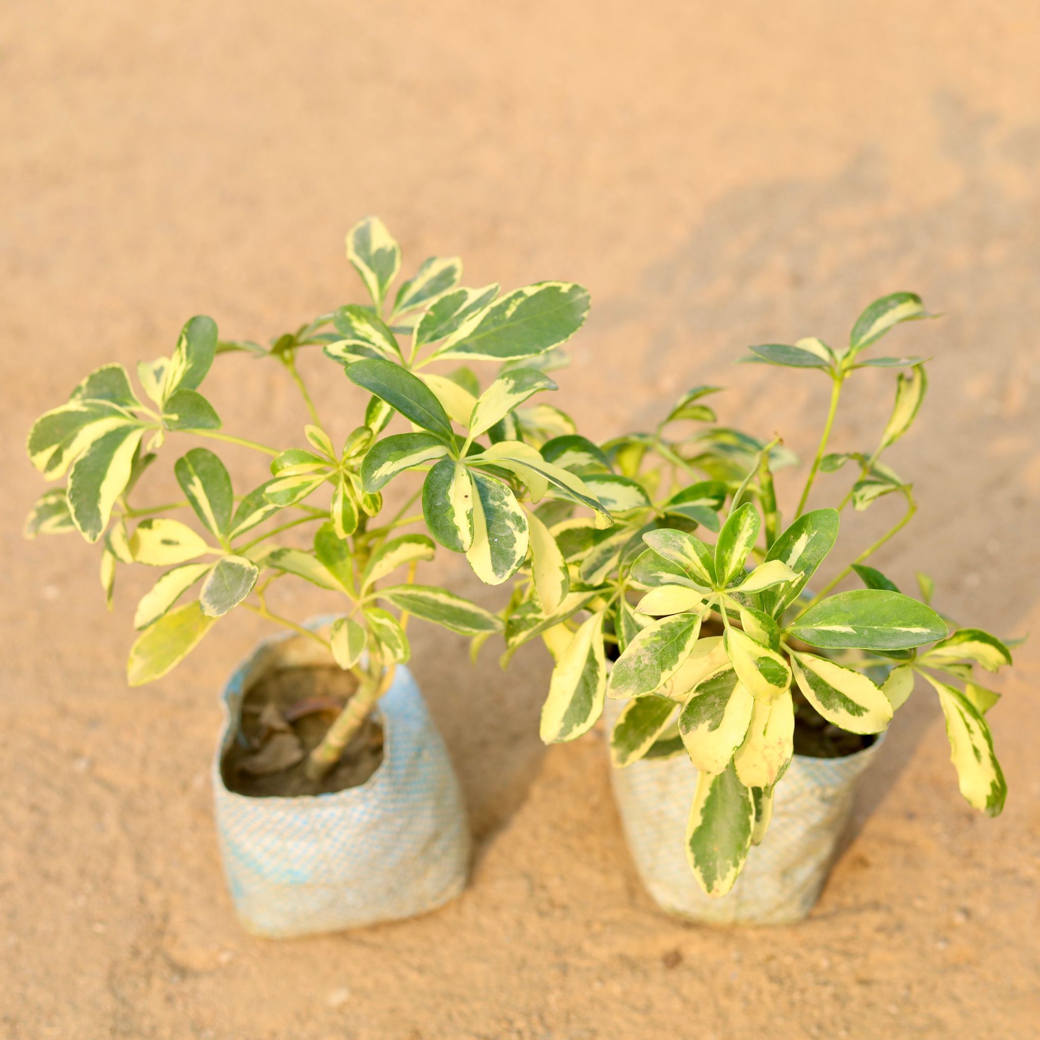 Set of 2 - Schefflera Variegated in 4 Inch Nursery Bag