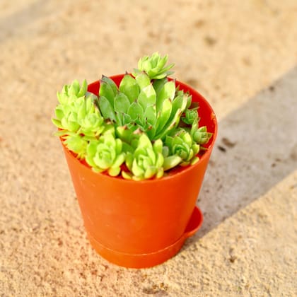 Buy Chicks and Hens Succulent in 4 Inch Red Florence Self Watering Pot Online | Urvann.com