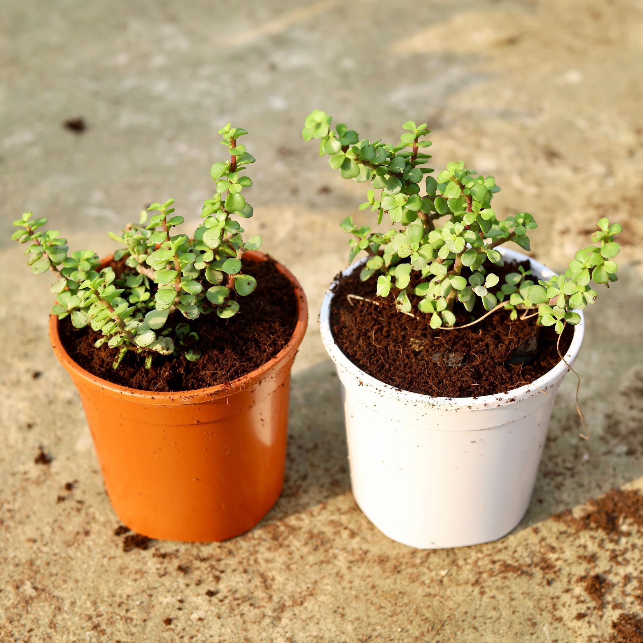 Set of 2 - jade in 6 Inch Red & White Nursery Pot