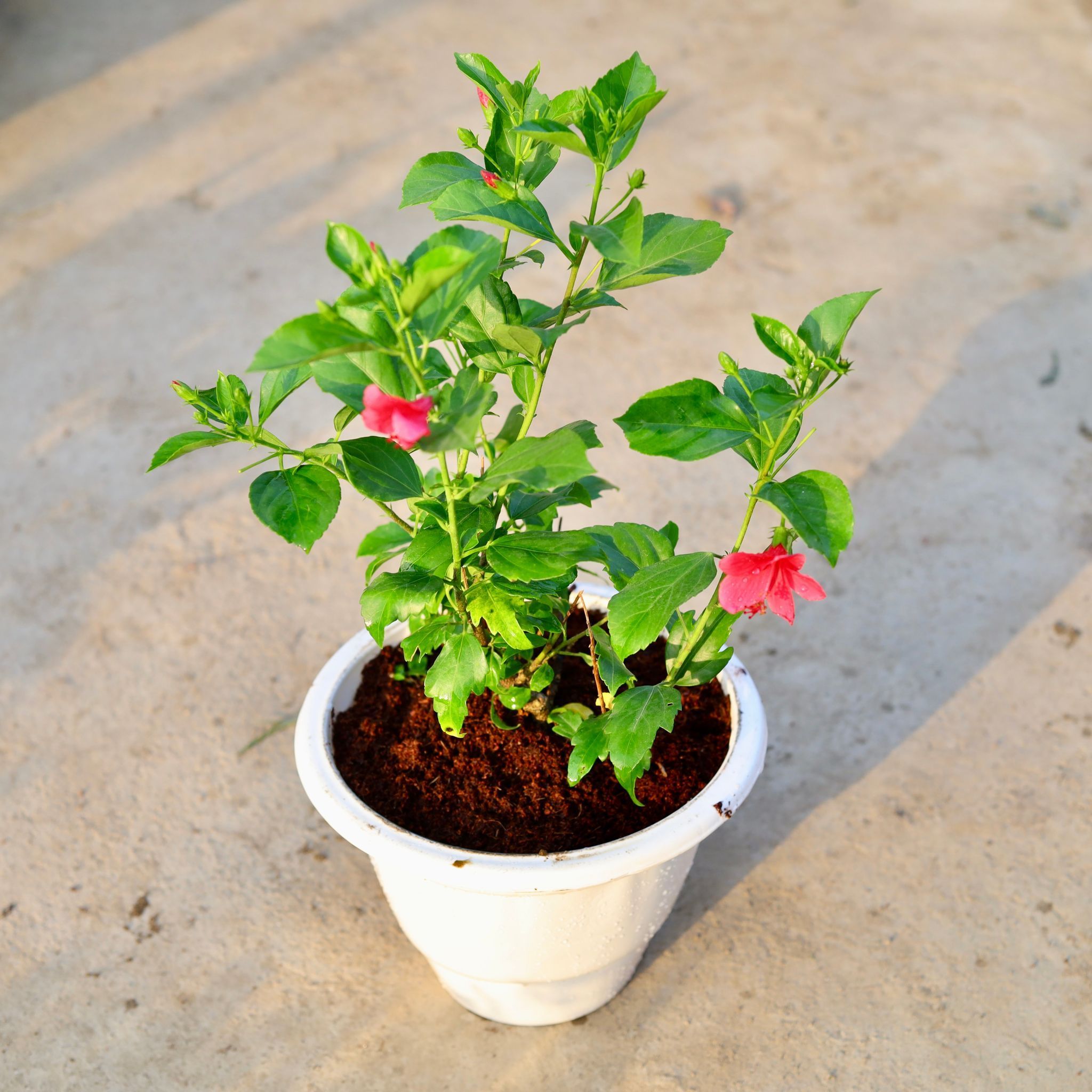 Hibiscus / Gudhal High Choice (any colour) in 8 Inch White Nursery Pot